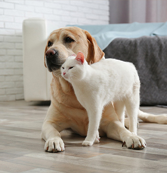 Dog and cat on a heated floor.